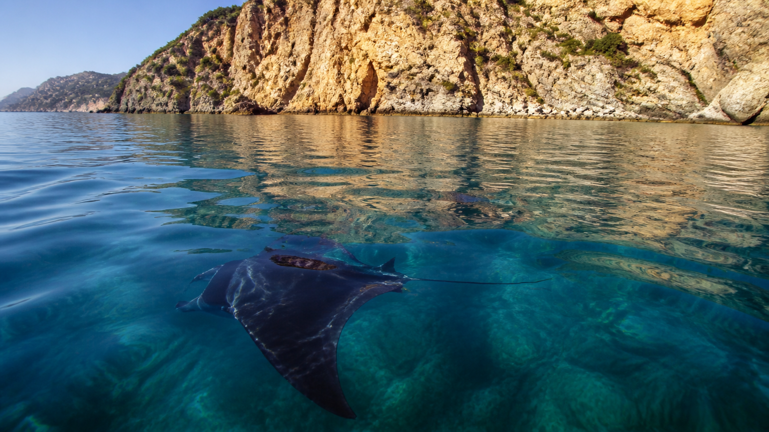 Valar, mantor och sköldpaddor: Nytt marint liv utanför Nerja och La Herradura