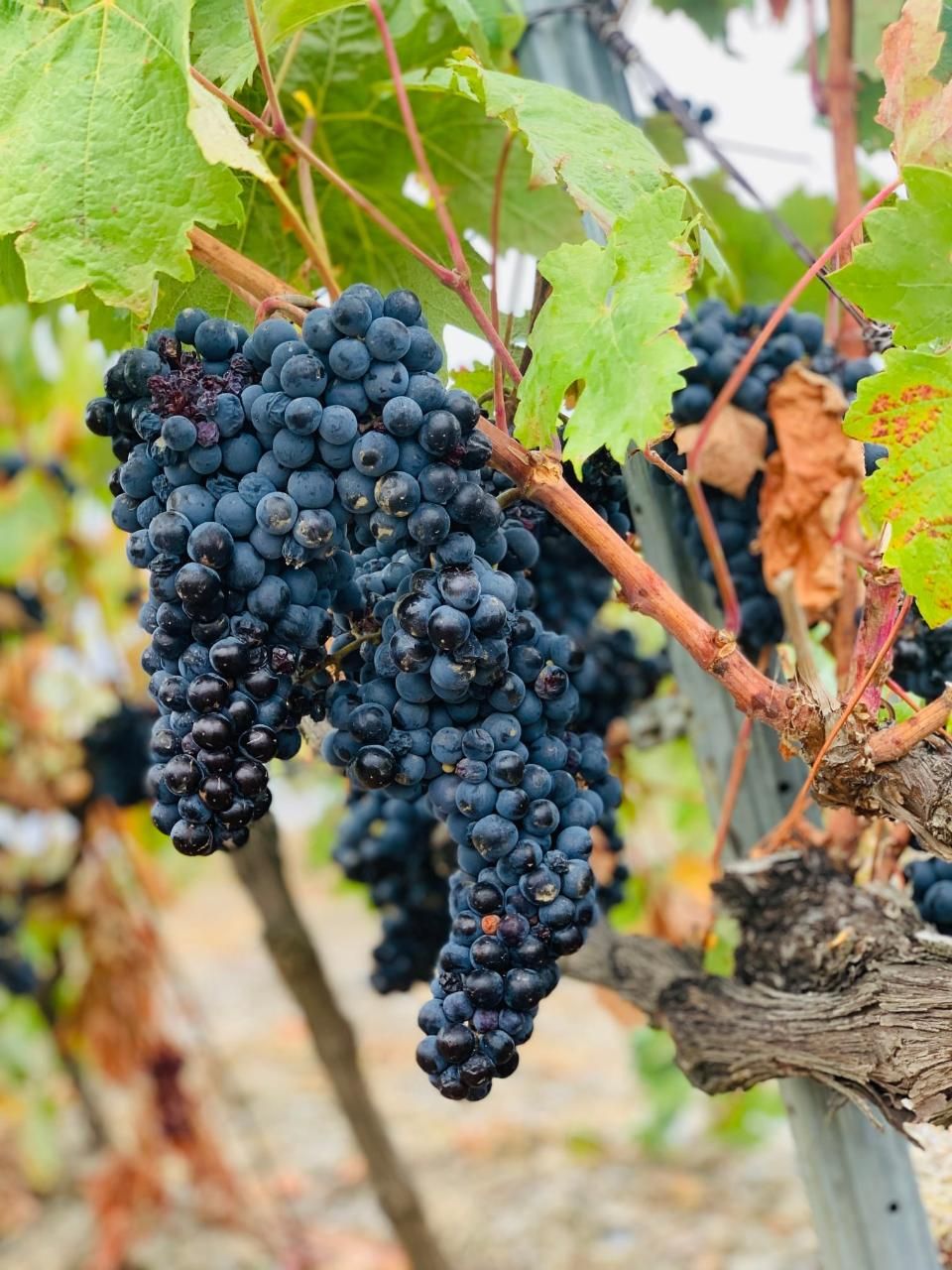 Vinbodega Haza del Lino – Alpujarras